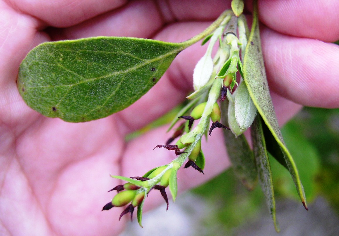 Garrya ovata ssp. lindheimeri